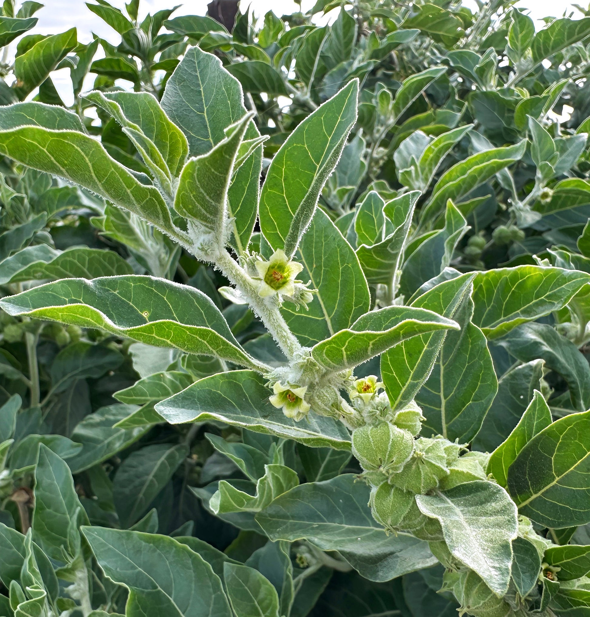 Fresh ashwagandha plant