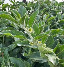 Fresh ashwagandha plant