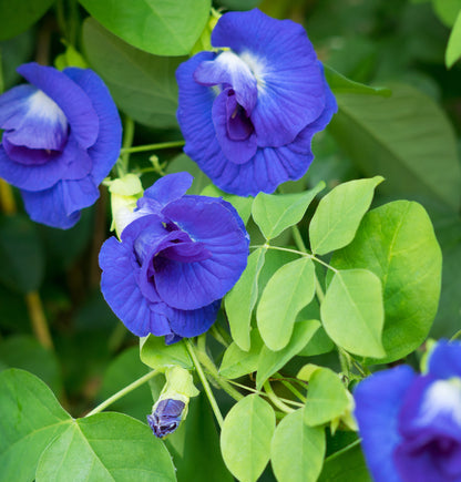 Butterfly pea flower plant