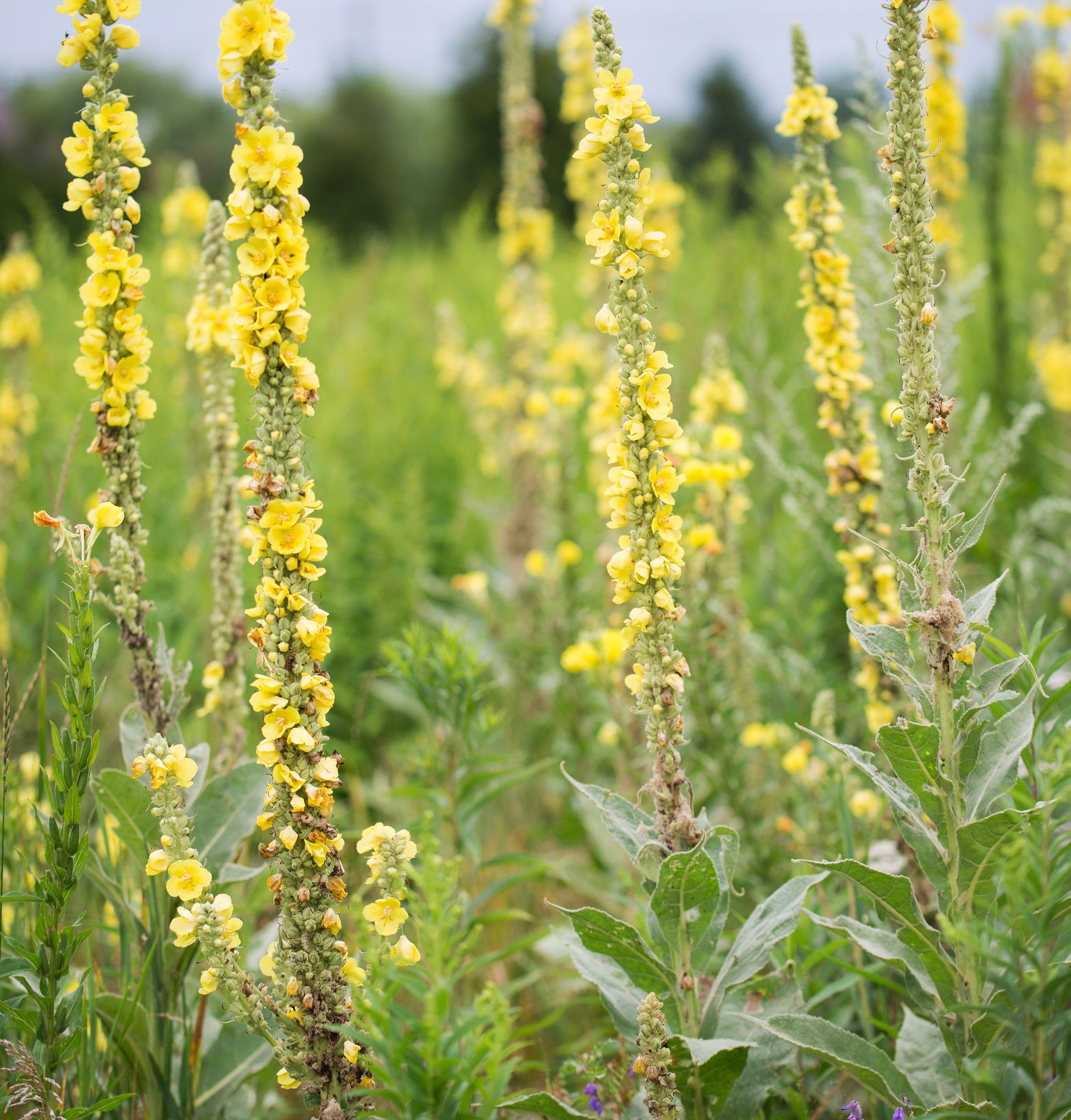 Fresh mullein plant