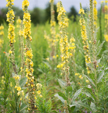 Fresh mullein plant