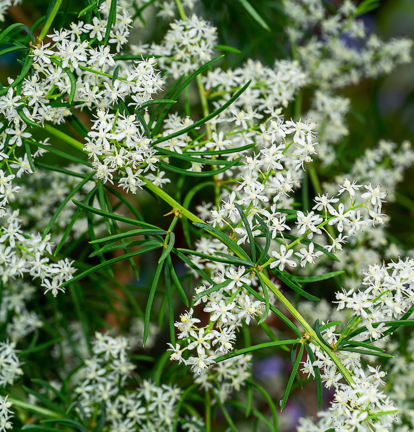 Fresh shatavari plant