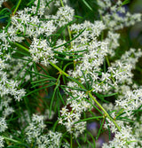 Fresh shatavari plant