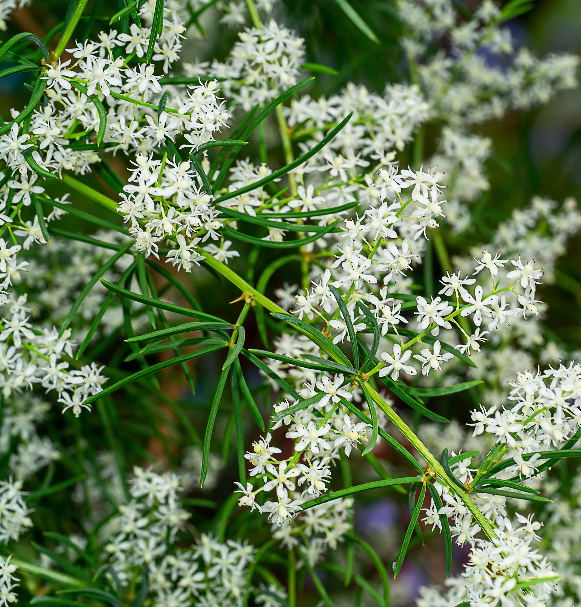 Fresh shatavari plant
