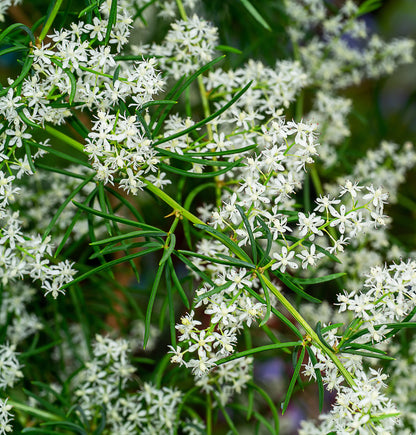 Fresh shatavari plant